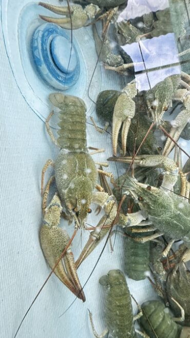 Живые раки! В осортименте большой выбор раков всех размеров от 50 до Бишкек - изображение 4