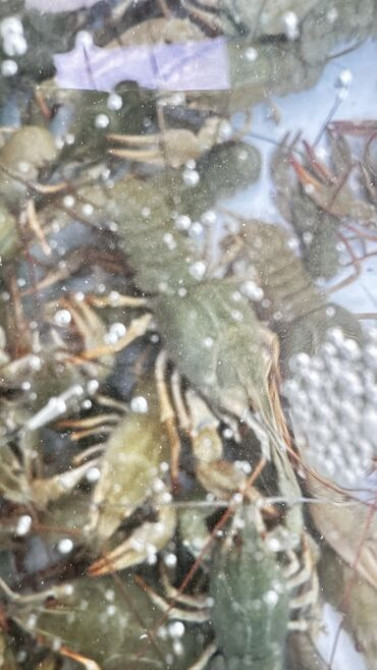 Живые раки! В осортименте большой выбор раков всех размеров от 50 до Бишкек - изображение 5