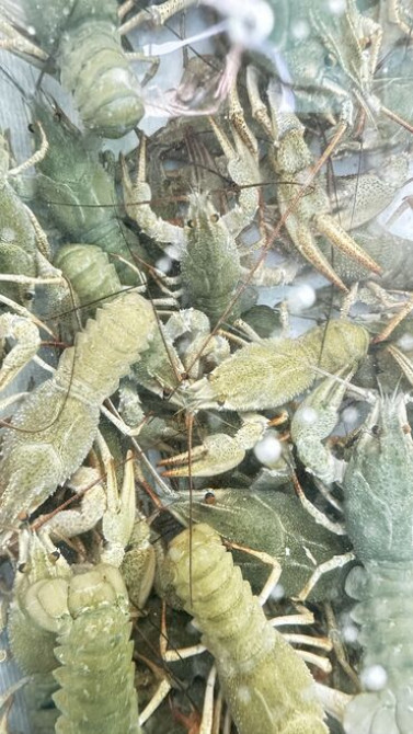 Живые раки! В осортименте большой выбор раков всех размеров от 50 до Бишкек - изображение 6