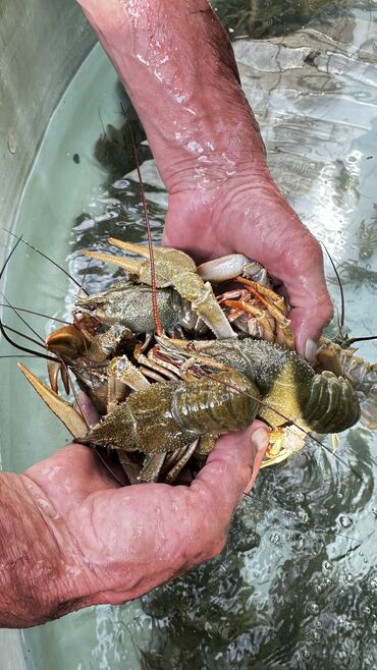 Живые раки! В осортименте большой выбор раков всех размеров от 50 до Бишкек - изображение 3