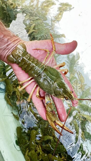 Живые раки! В осортименте большой выбор раков всех размеров от 50 до Бишкек - изображение 2