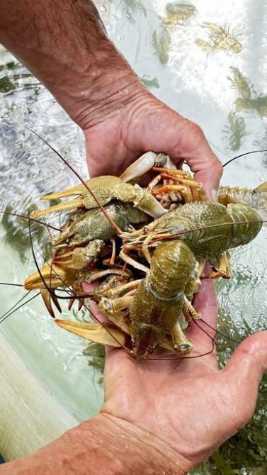 Живые раки! В осортименте большой выбор раков всех размеров от 50 до Бишкек - изображение 1