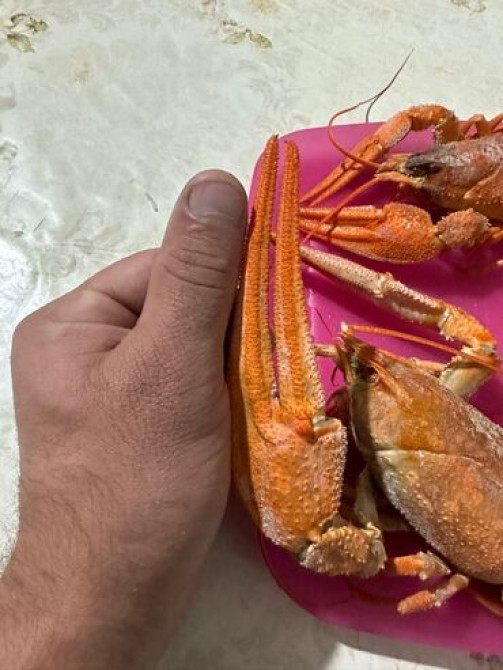 Раки!!! Живые
на любой вкус и цвет.
в любом количестве Бишкек - изображение 8