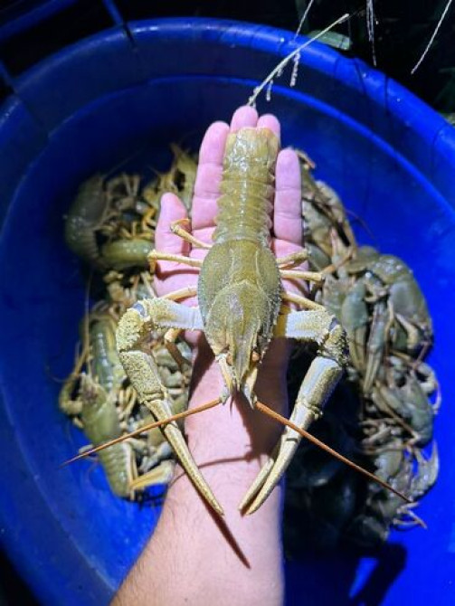 Раки!!! Живые
на любой вкус и цвет.
в любом количестве Бишкек - изображение 2