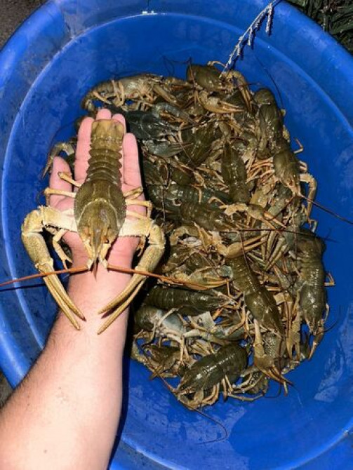 Раки!!! Живые
на любой вкус и цвет.
в любом количестве Бишкек - изображение 4