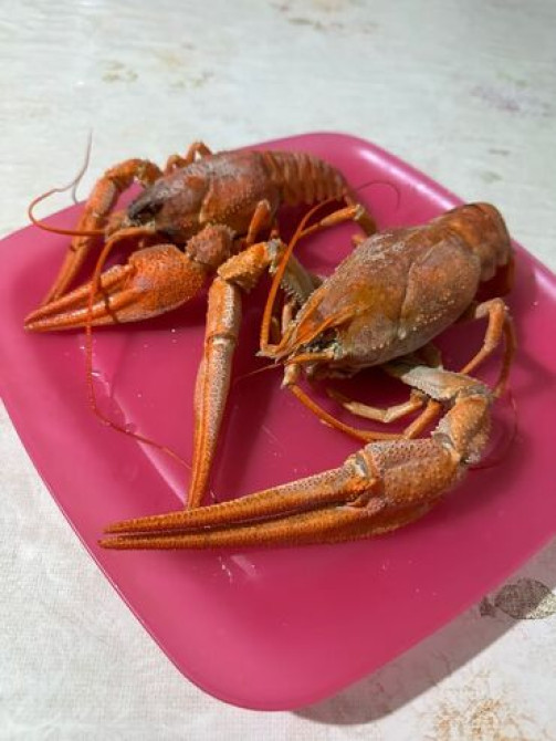 Раки!!! Живые
на любой вкус и цвет.
в любом количестве Бишкек - изображение 7