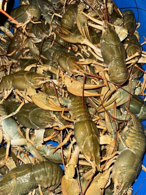 Раки!!! Живые
на любой вкус и цвет.
в любом количестве Бишкек - изображение 1