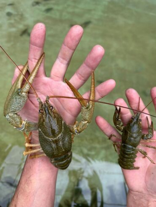 Раки!!! Живые
на любой вкус и цвет.
в любом количестве Бишкек - изображение 3