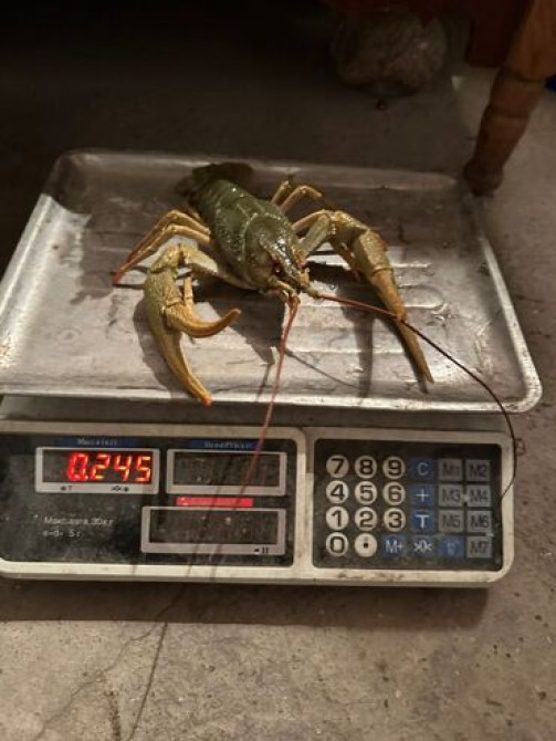 Раки!!! Живые
на любой вкус и цвет.
в любом количестве Бишкек - изображение 6