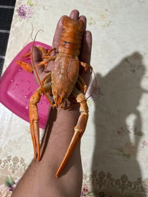 Раки!!! Живые
на любой вкус и цвет.
в любом количестве Бишкек - изображение 5