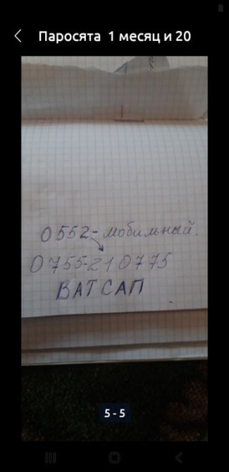 Свинина : Более 10 кг, Самовывоз Бишкек - изображение 5