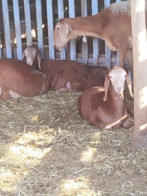 Продаю | Овца (самка), Ягненок | Арашан | Для разведения | Матка Бишкек - сүрөт 1