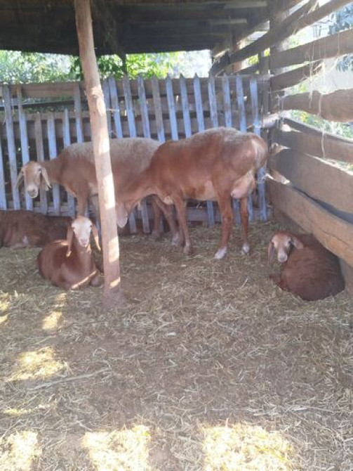 Продаю | Овца (самка), Ягненок | Арашан | Для разведения | Матка Бишкек - сүрөт 3