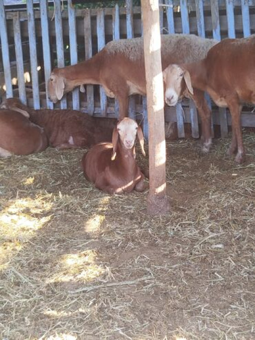 Продаю | Овца (самка), Ягненок | Арашан | Для разведения | Матка Бишкек - сүрөт 4