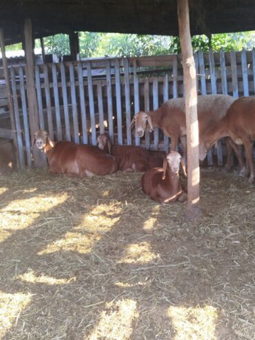 Продаю | Овца (самка), Ягненок | Арашан | Для разведения | Матка Бишкек - сүрөт 2