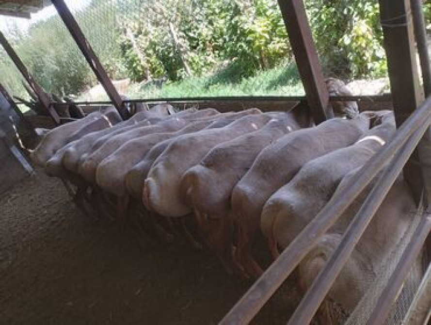 Стрижки овец даговорная. кой козу кыркабыз барып кыркып беребиз Бишкек - сүрөт 2