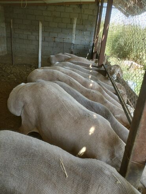 Стрижки овец даговорная. кой козу кыркабыз барып кыркып беребиз Бишкек - сүрөт 1