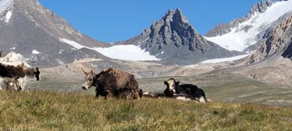 ТОПОЗ ФЕРМА САТЫЛАТ. Дарек: Нарын обл. Ат-Башы району, Ак-Сай өрөөнү Бишкек - сүрөт 3