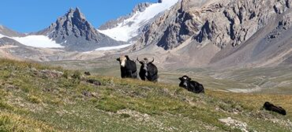 ТОПОЗ ФЕРМА САТЫЛАТ. Дарек: Нарын обл. Ат-Башы району, Ак-Сай өрөөнү Бишкек - сүрөт 1