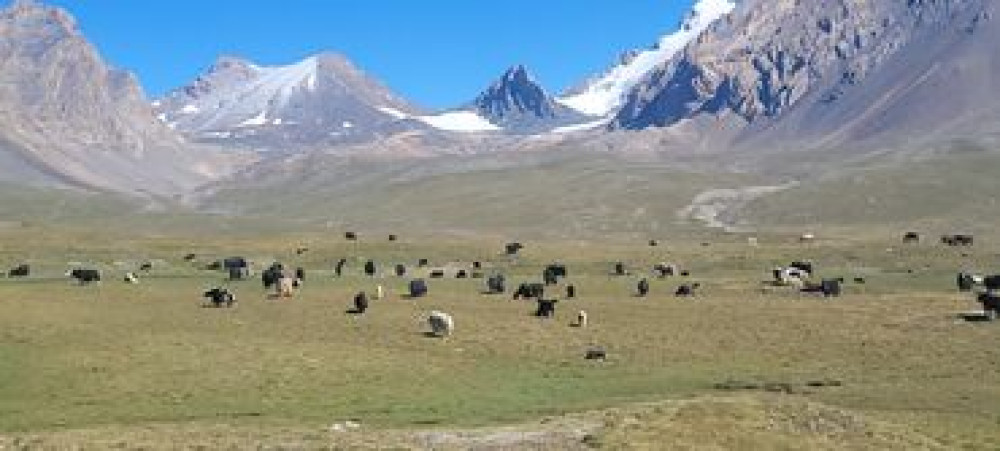 ТОПОЗ ФЕРМА САТЫЛАТ. Дарек: Нарын обл. Ат-Башы району, Ак-Сай өрөөнү Бишкек - сүрөт 2
