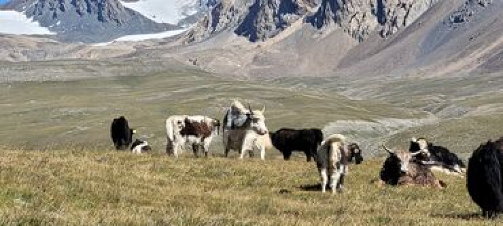 ТОПОЗ ФЕРМА САТЫЛАТ. Дарек: Нарын обл. Ат-Башы району, Ак-Сай өрөөнү Бишкек - сүрөт 4