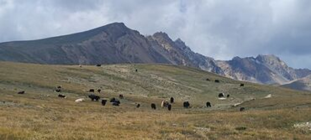 ТОПОЗ ФЕРМА САТЫЛАТ. Дарек: Нарын обл. Ат-Башы району, Ак-Сай өрөөнү Бишкек - сүрөт 5