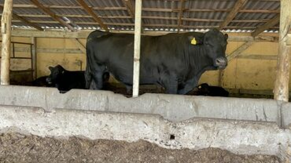 Продаю | Бык (самец) | Ангус | На откорм Бишкек - сүрөт 1