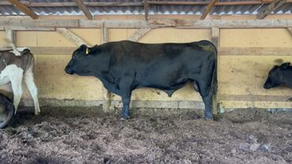 Продаю | Бык (самец) | Ангус | На откорм Бишкек - сүрөт 2