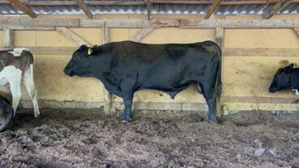 Продаю | Бык (самец) | Ангус | На откорм Бишкек - сүрөт 3