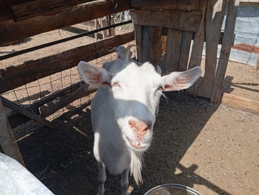 Продаю | Коза (самка) | Для молока | Племенные Бишкек - сүрөт 1