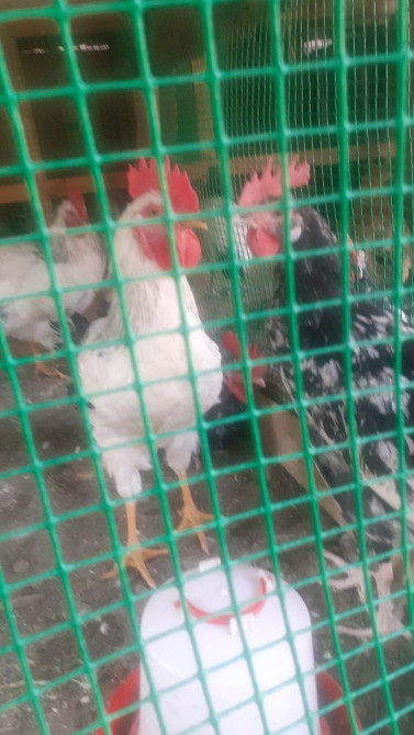 Продаю | Куры | Домашняя Bishkek - photo 1