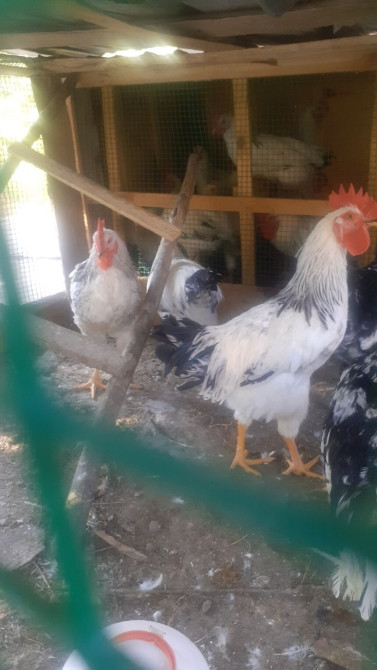 Продаю | Куры | Для разведения Бишкек - сүрөт 1