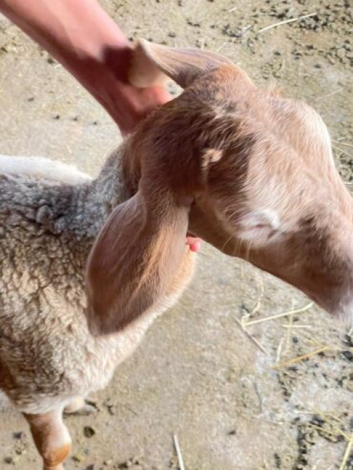 Продаю | Ягненок Бишкек - сүрөт 4