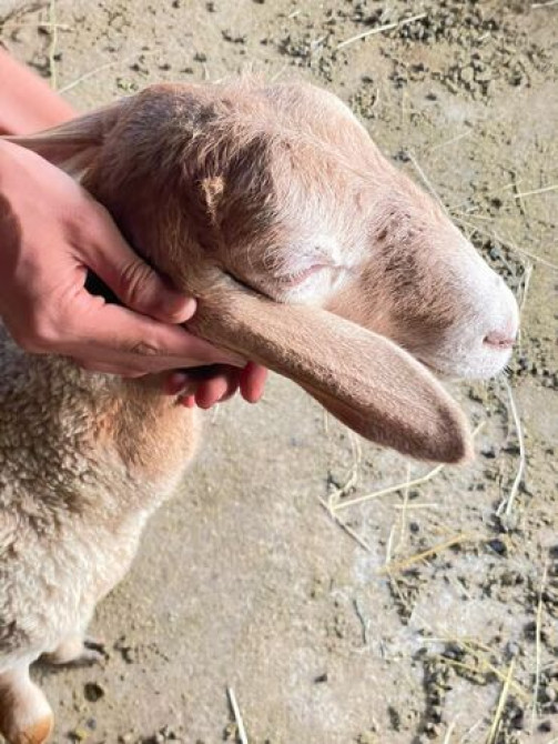 Продаю | Ягненок Бишкек - сүрөт 5