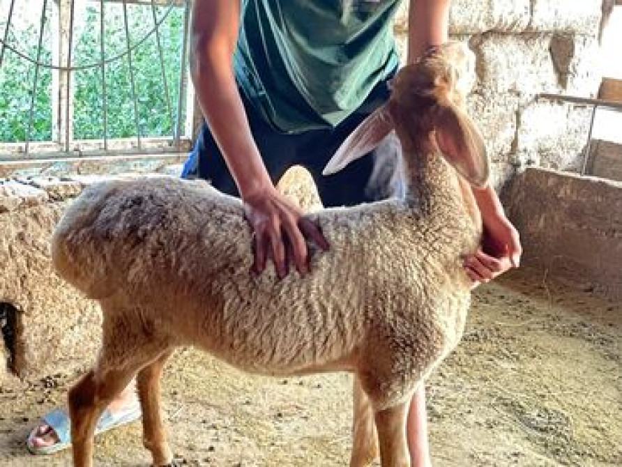 Продаю | Ягненок Бишкек - сүрөт 2