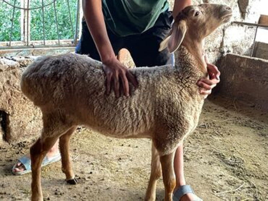 Продаю | Ягненок Бишкек - сүрөт 3