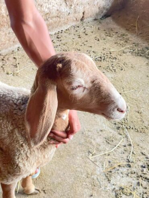 Продаю | Ягненок Бишкек - сүрөт 1