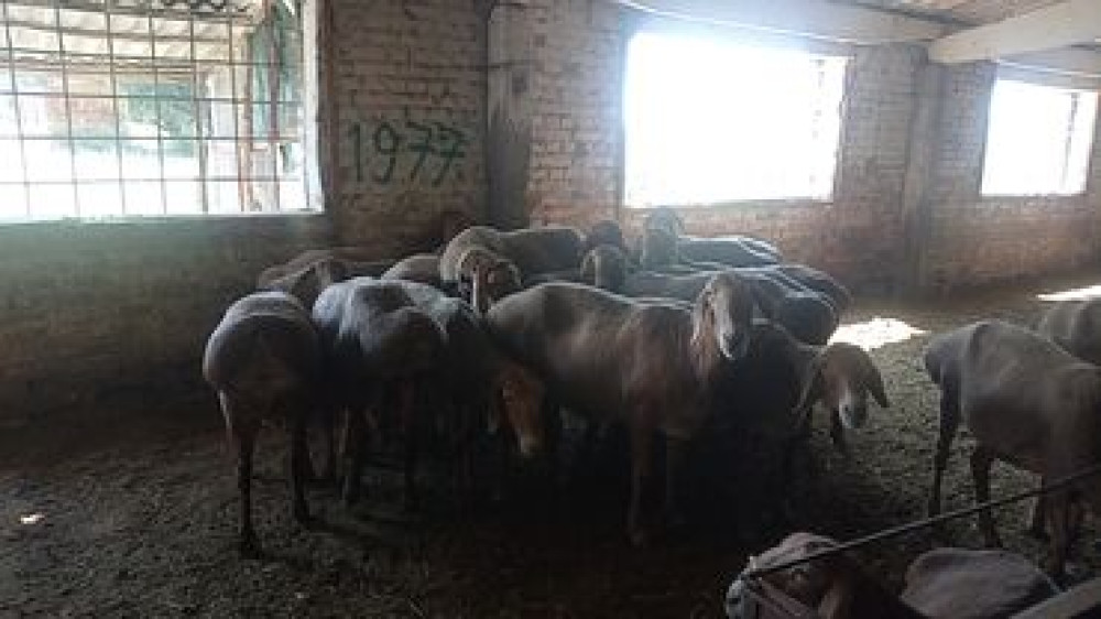 Продаю | Баран (самец) | Арашан | Для разведения Бишкек - сүрөт 2