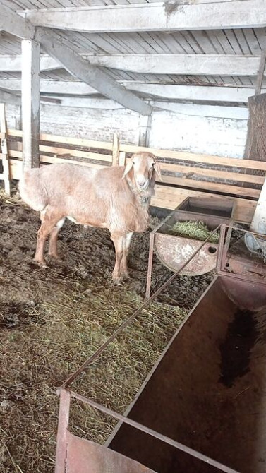 Продаю | Баран (самец) | Арашан | Для разведения Бишкек - сүрөт 3