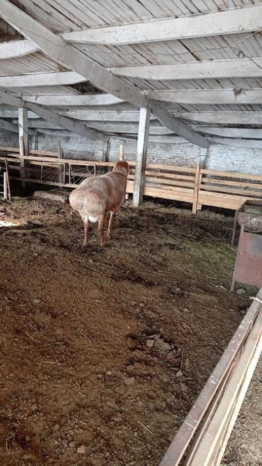 Продаю | Баран (самец) | Арашан | Для разведения Бишкек - сүрөт 4
