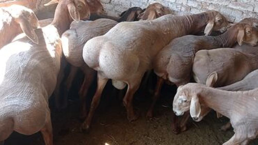 Продаю | Баран (самец) | Арашан | Для разведения Бишкек - сүрөт 1