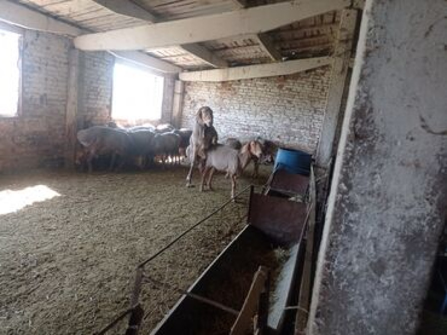 Продаю | Баран (самец) | Арашан | Для разведения Бишкек - сүрөт 5