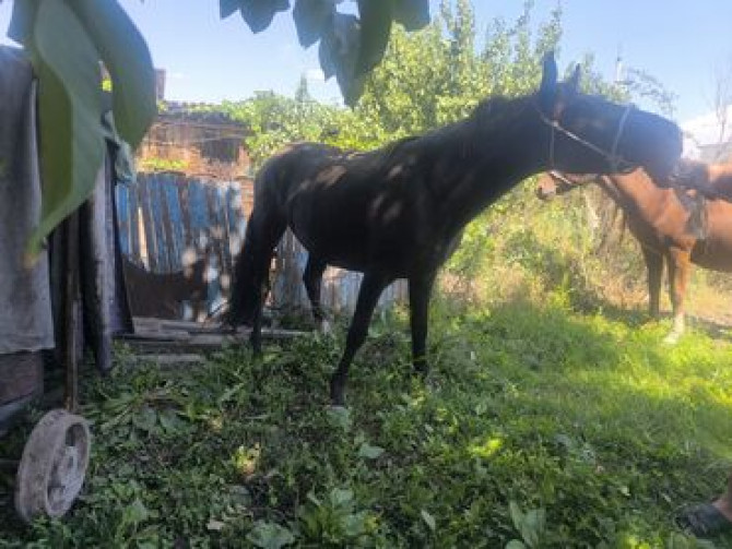 Семиз жаш бир экини тууган кысыр калган Нарындын бээлери 155+160 Bishkek - photo 4