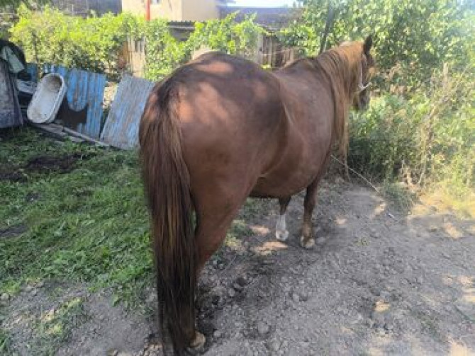 Семиз жаш бир экини тууган кысыр калган Нарындын бээлери 155+160 Bishkek - photo 7