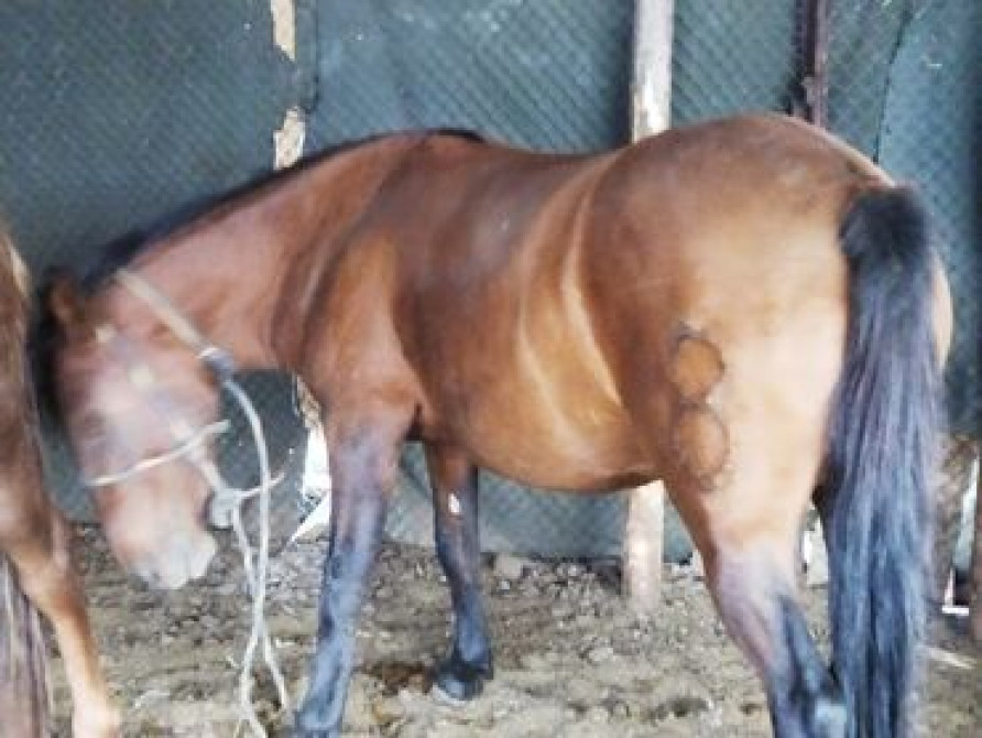 Семиз жаш бир экини тууган кысыр калган Нарындын бээлери 155+160 Бишкек - сүрөт 1