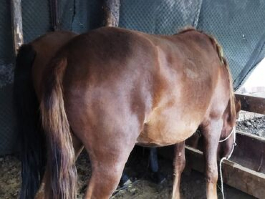 Семиз жаш бир экини тууган кысыр калган Нарындын бээлери 155+160 Бишкек - сүрөт 3