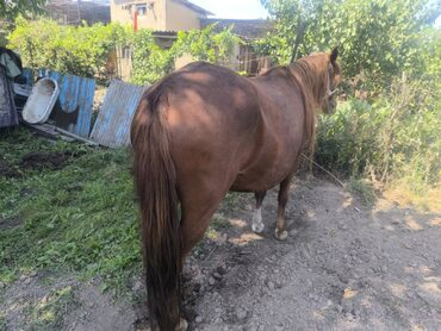 Семиз жаш бир экини тууган кысыр калган Нарындын бээлери 155+160 Бишкек - сүрөт 6