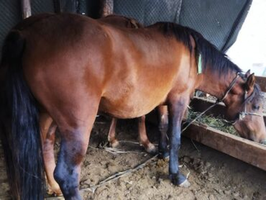 Семиз жаш бир экини тууган кысыр калган Нарындын бээлери 155+160 Бишкек - сүрөт 5