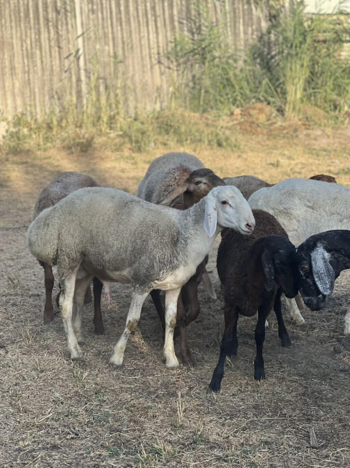 Продаю | Овца (самка), Ягненок, Баран (самец) | На забой, Для разведения, Для шерсти Бишкек - сүрөт 1