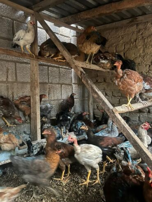 Продаю | Куры, Петух | Домашняя | На забой, Для разведения, Несушки Бишкек - сүрөт 3